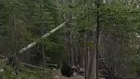 Un couple face à un grizzly lors d'une randonnée