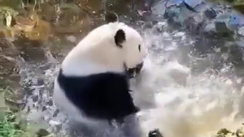 What makes you love pandas? 🐼