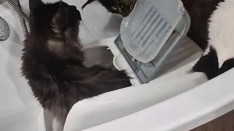 Funny cat moment