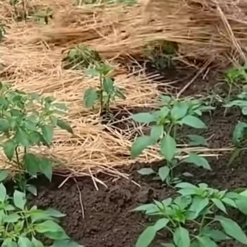 What A Great Idea Pepper Farming #satisfying #shot