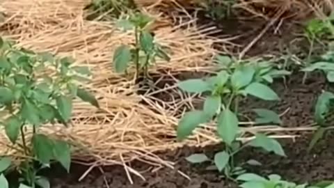 What A Great Idea Pepper Farming #satisfying #shot