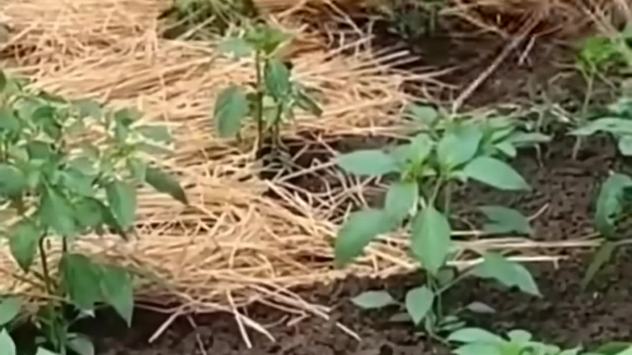 What A Great Idea Pepper Farming #satisfying #shot