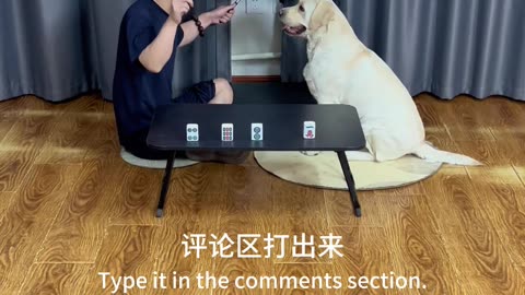 狗狗挑战认麻将牌，能否成功？Dogs challenge mahjong tiles, can they succeed?