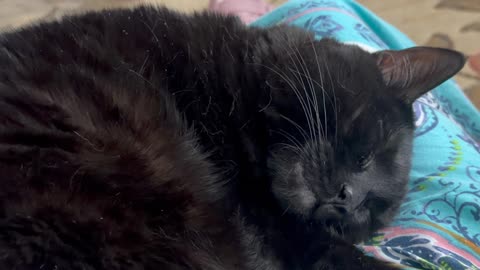 Cute Precious Piper Makes One Little Movement - My Adopted Shelter Cat Vlog