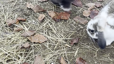 bunnies chilling in the shade 🌳🐇