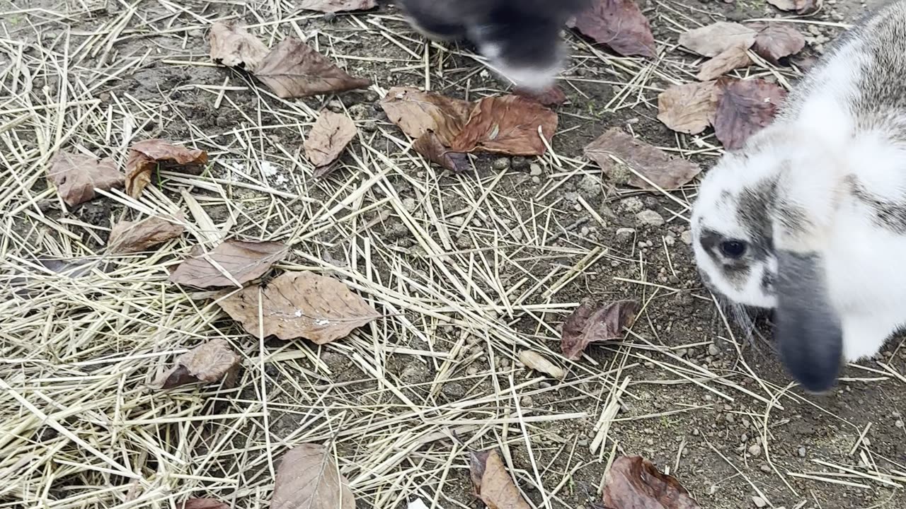 bunnies chilling in the shade 🌳🐇