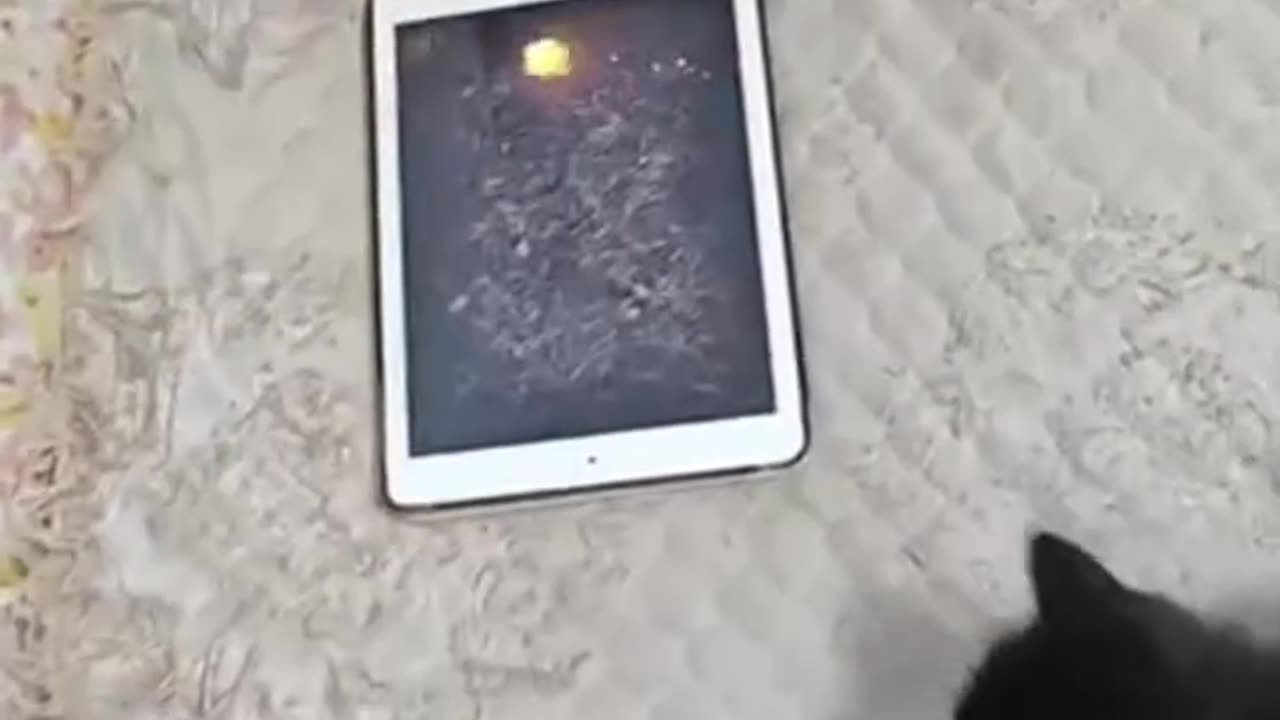 fighting cats compilation like a boxing match! 😂