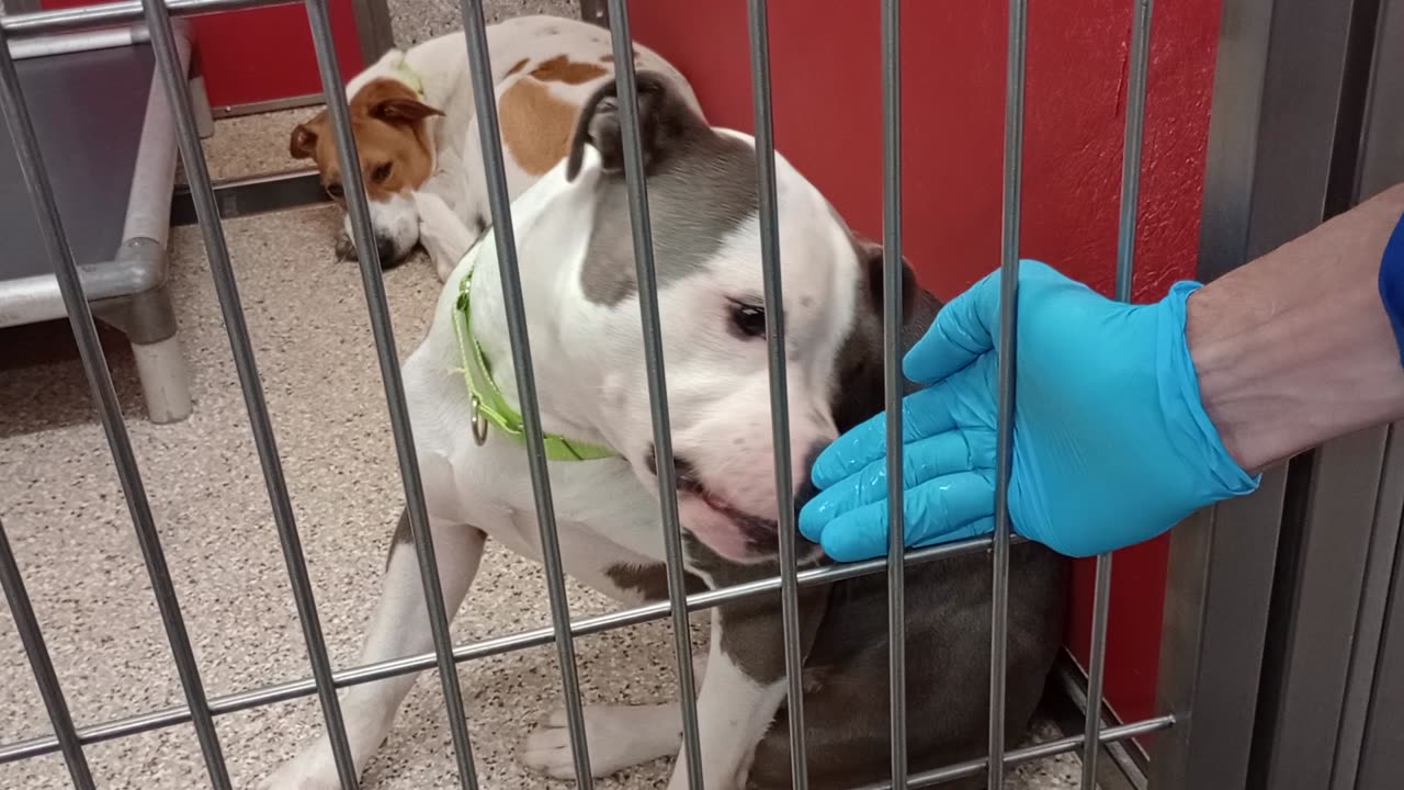 Maui-loved gettin time near her1y A871027 Joey-nap 1y A877714 kennel 84 pod 3 PACC shelter2025081750