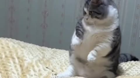 cat video ! cat voice ! cat sound ! cat meowing #shorts #short #cat #cats #catsound