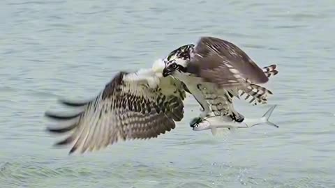Fast! Accurate! Ruthless! Ospreys are probably the best anglers in the world