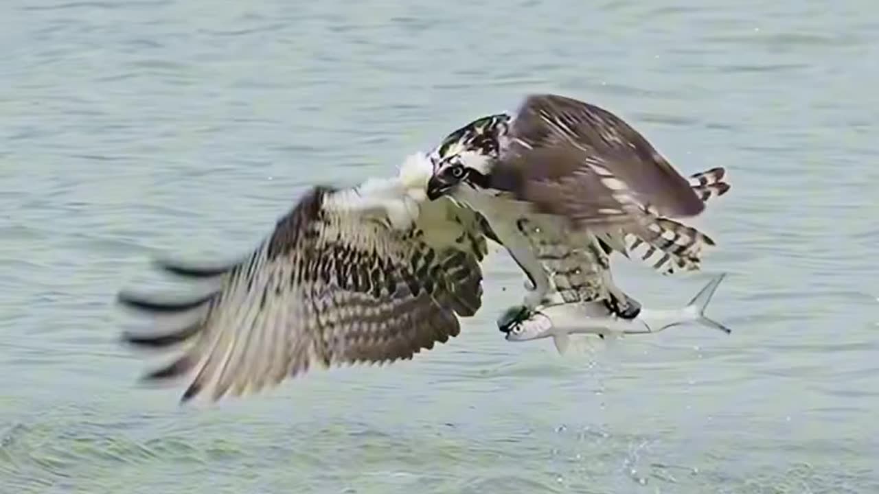 Fast! Accurate! Ruthless! Ospreys are probably the best anglers in the world