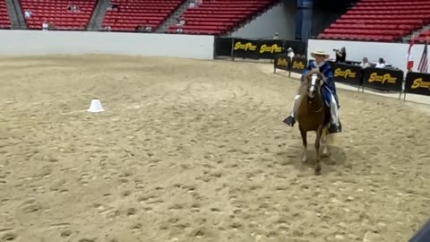 High stepping Peruvian horses in Las Vegas: The 2025 Gold Rush Classic featuring smooth motion