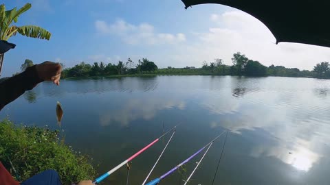 Bluegill Jigging in Quiet Pond Edges