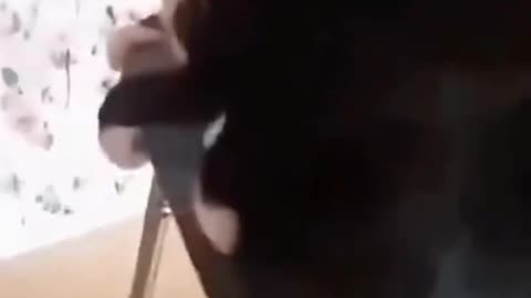 "Funny Cat Antics That Will Make You Laugh"
