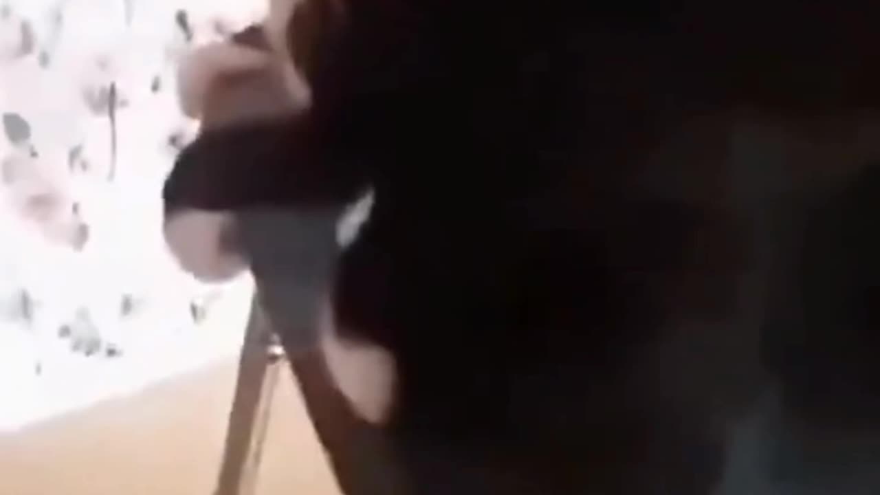 "Funny Cat Antics That Will Make You Laugh"