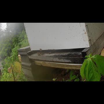 Thursday Evening Bees in a Thunderstorm long cut