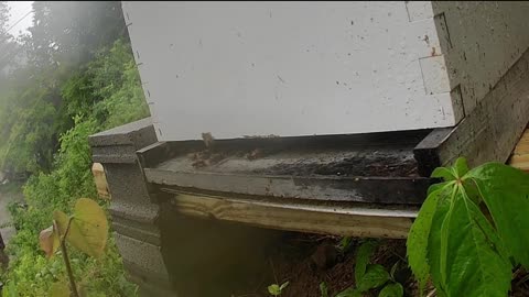 Thursday Evening Bees in a Thunderstorm long cut
