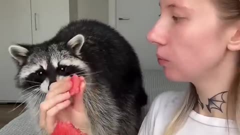 funny animals