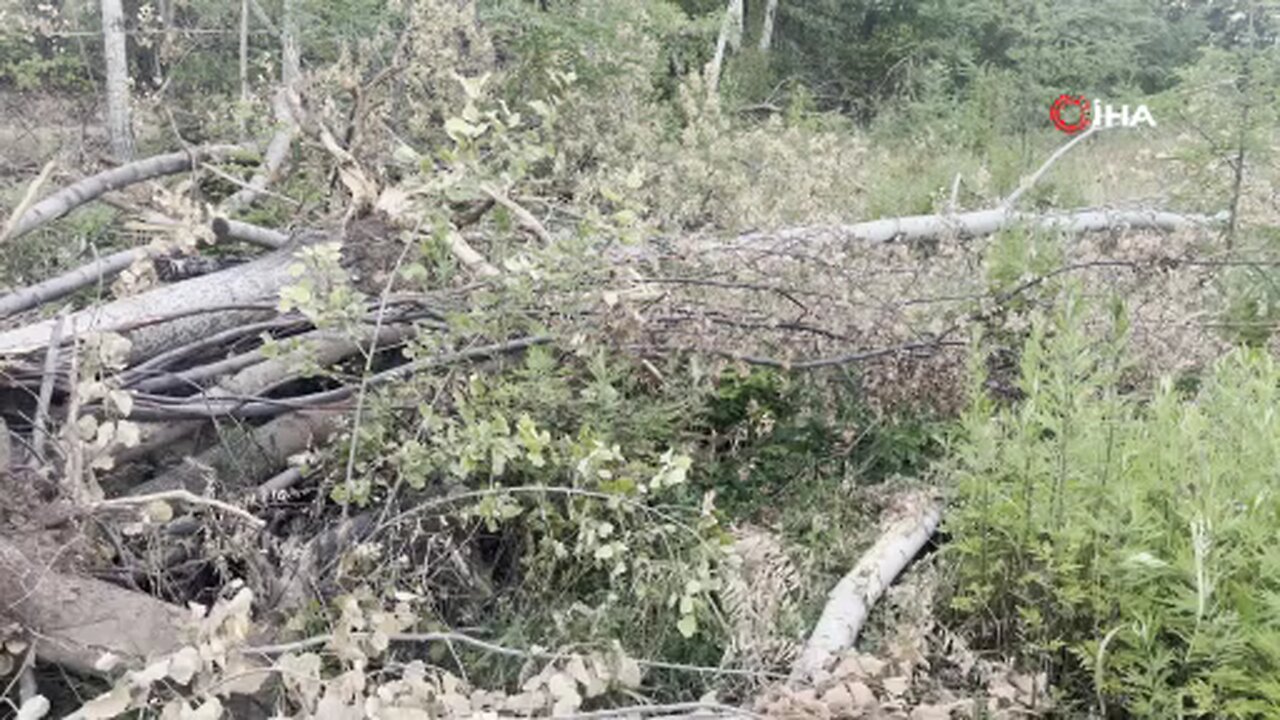 Kanal çalışması sırasında devrilen ağacın altında kalan kişi öldü