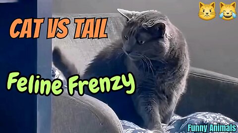 "Cat vs Tail: Feline Frenzy"