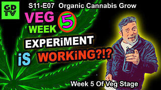 S11-E07 - Day 29 of Veg (Week 5) – More Training Cannabis Step By Step – PAR Experiment Is Working?