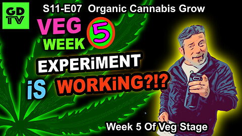 S11-E07 - Day 29 of Veg (Week 5) – More Training Cannabis Step By Step – PAR Experiment Is Working?