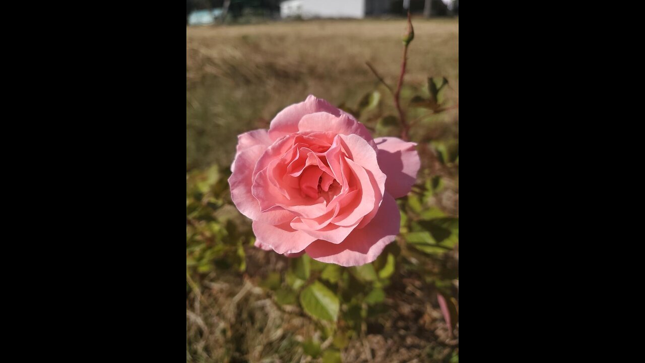 Happy Things In My Life - by Gramma