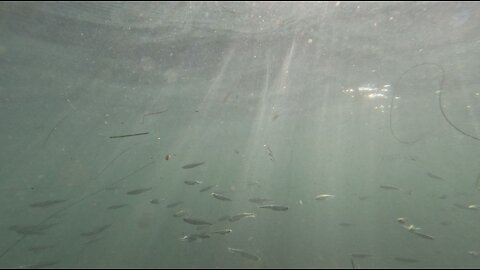 Rocky Underwater 4K Views Bird Rock #tough #fish #underwater San Diego La Jolla Put at Full HD