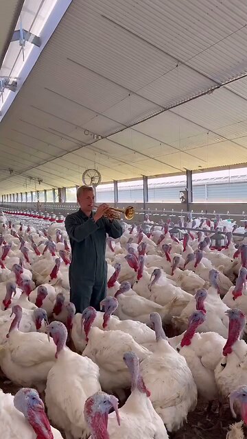 Animal crossing Sing of the Song