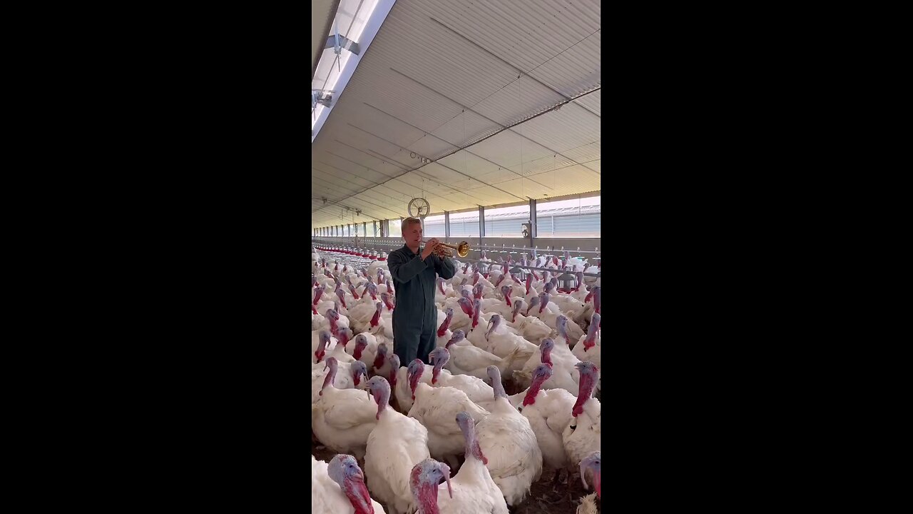 Animal crossing Sing of the Song