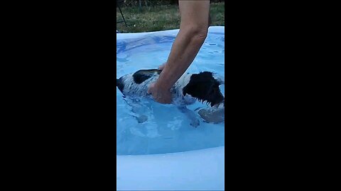 Rescue Dog Pool Thepary for Rehabilitation