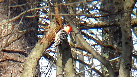 Red-bellied woodpecker