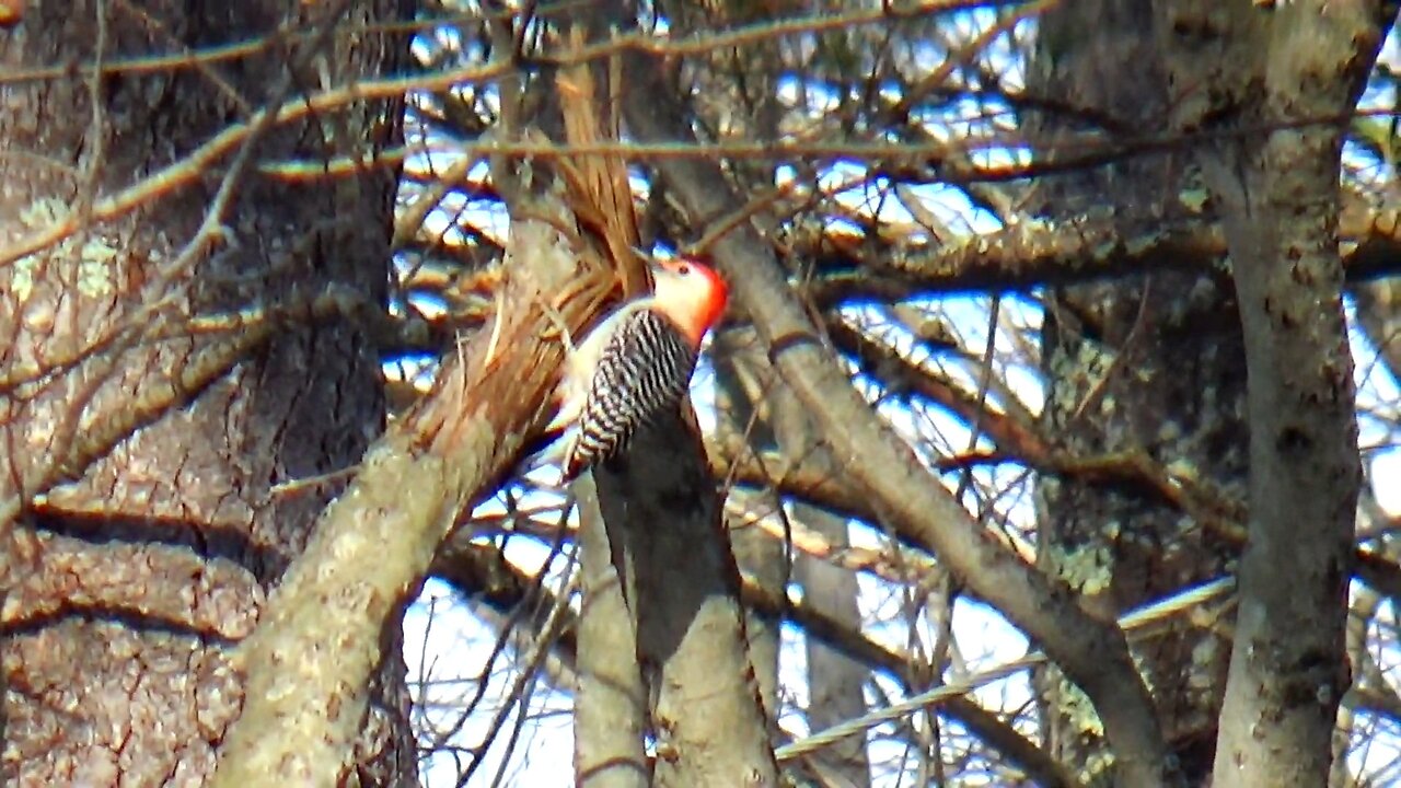 Red-bellied woodpecker