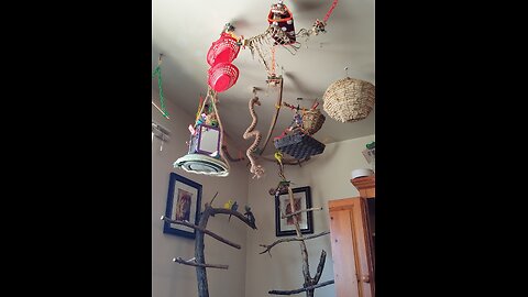 9 Budgies Celebrate