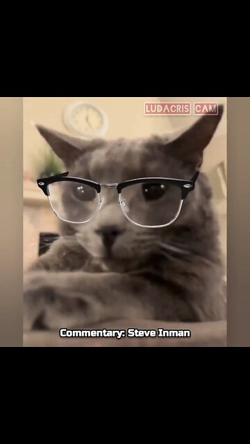 Cat is not amused with tricks.