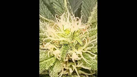 Wedding cheesecake week 13 day 2