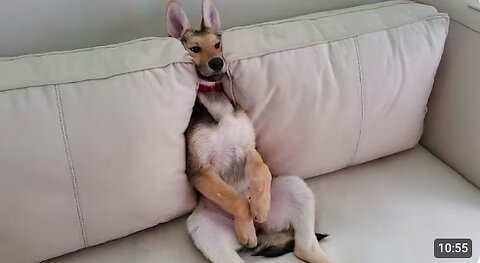 The Funniest Animal Videos 2025 😁 Funny Dogs and Cats are here to Break your HEART