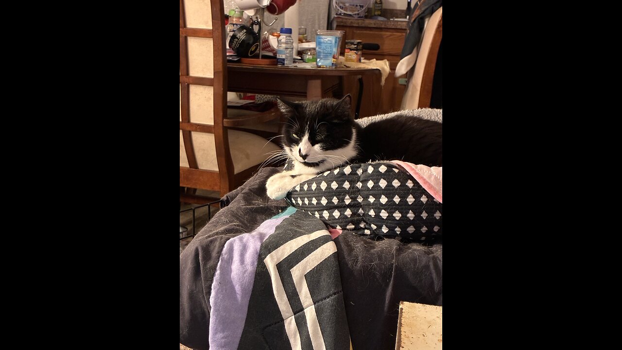 My Goofy girl cat Noel