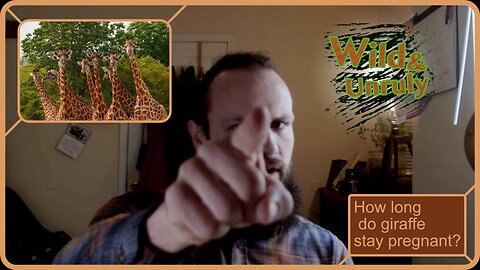 Giraffe: The Tallest Land Mammal