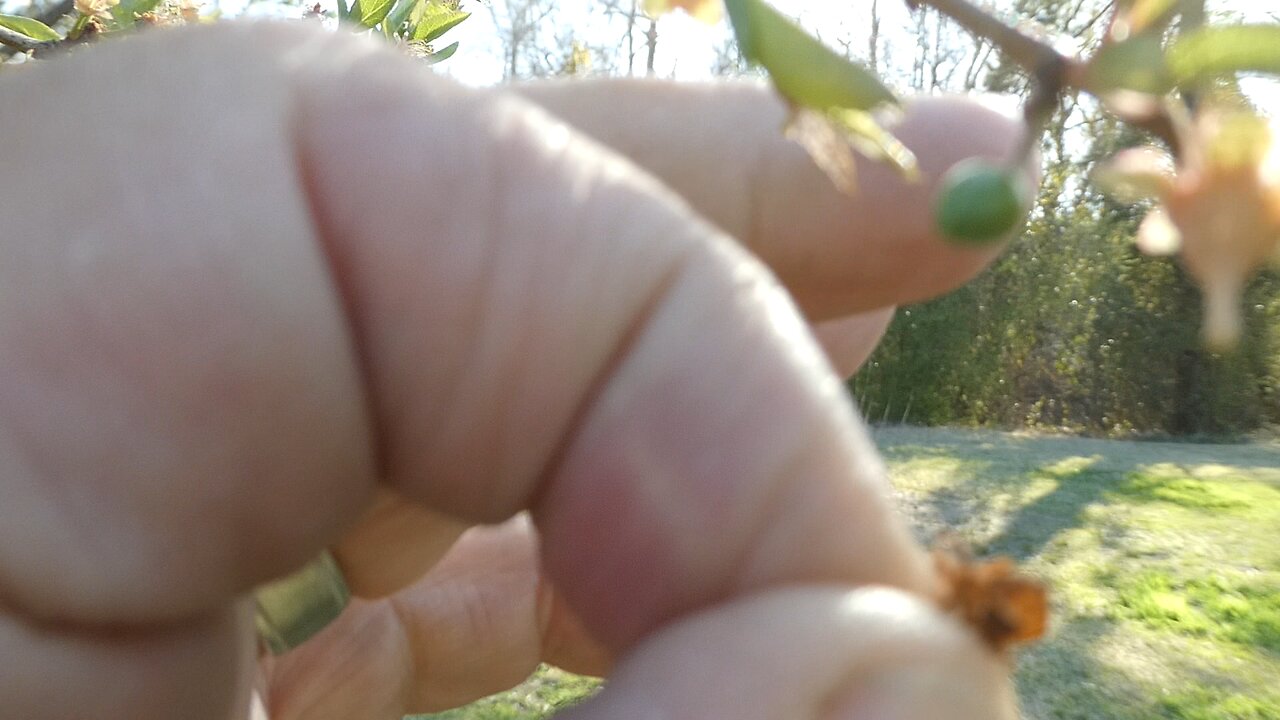Plum tree update