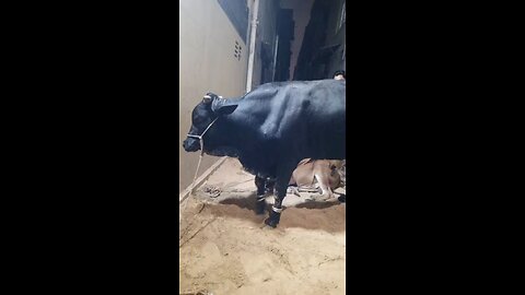Cow