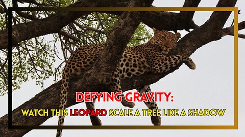 Defying Gravity: Watch This Leopard Scale a Tree Like a Shadow