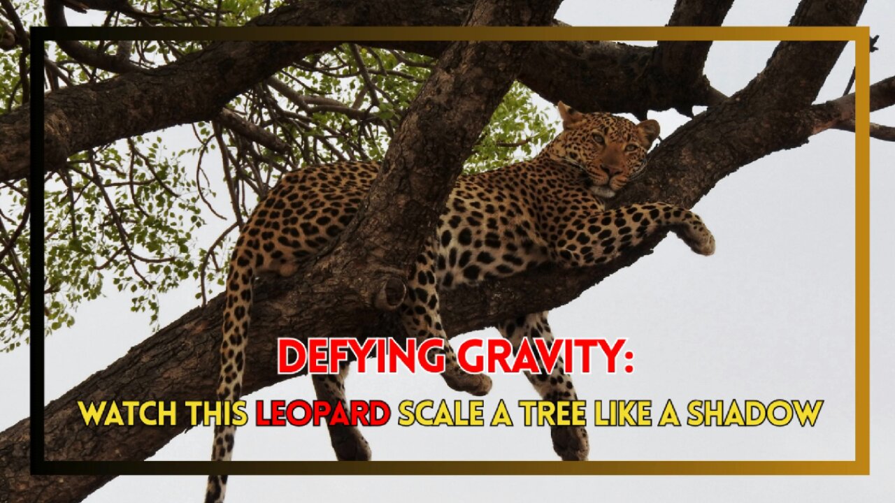 Defying Gravity: Watch This Leopard Scale a Tree Like a Shadow