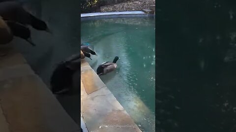 Ducks Try to go for a Swim #shorts #duck #animals #animalfunny #funny #funnyanimals #birds #bird