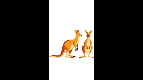 ai shorts kangaroo