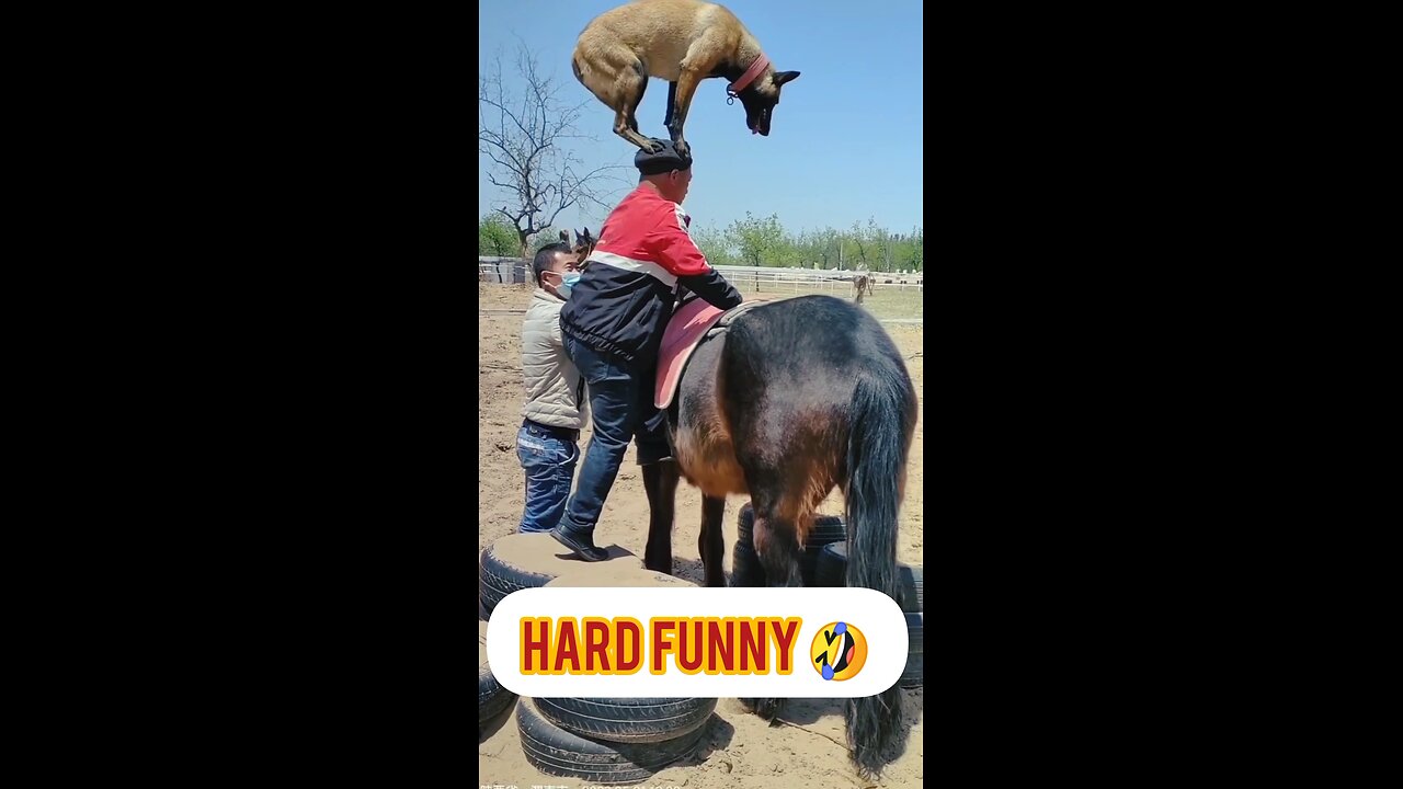 "Paws on the Head" 🐕😎😱🤣🏃🐎 #viralshort