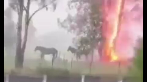 Never stand under a tree during a lightning storm
