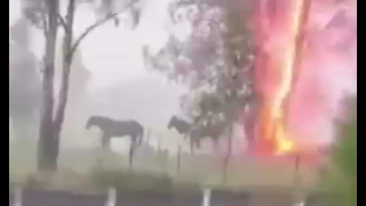 Never stand under a tree during a lightning storm