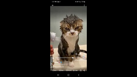 Kitty Kats take a shower