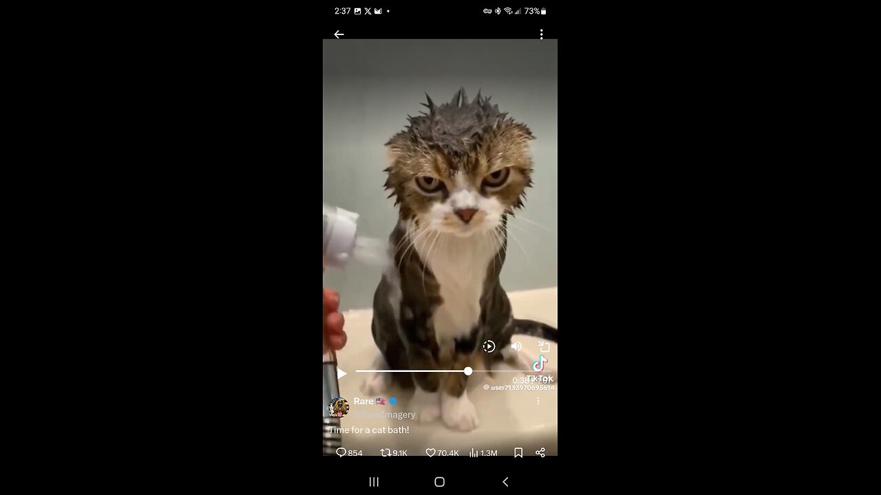 Kitty Kats take a shower